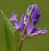 vítod obecný <i>(Polygala vulgaris)</i> / Květ/Květenství