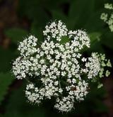 bršlice kozí noha <i>(Aegopodium podagraria)</i> / Květ/Květenství