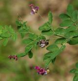 hrachor černý <i>(Lathyrus niger)</i> / Habitus