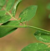 hrachor černý <i>(Lathyrus niger)</i> / List