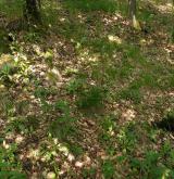 Středoevropské teplomilné doubravy <i>(Quercion petraeae)</i> / Detail porostu