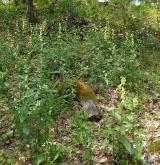 Středoevropské teplomilné doubravy <i>(Quercion petraeae)</i> / Detail porostu