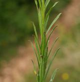 trýzel vonný <i>(Erysimum odoratum)</i> / List