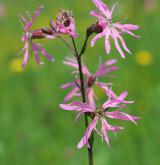 kohoutek luční <i>(Lychnis flos-cuculi)</i> / Květ/Květenství