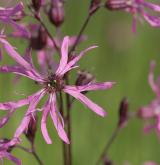 kohoutek luční <i>(Lychnis flos-cuculi)</i> / Květ/Květenství