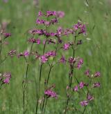  smolnička obecná <i>(Lychnis viscaria)</i> / Habitus