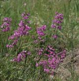  smolnička obecná <i>(Lychnis viscaria)</i> / Habitus