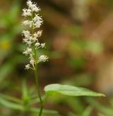 pstroček dvoulistý <i>(Maianthemum bifolium)</i> / Květ/Květenství