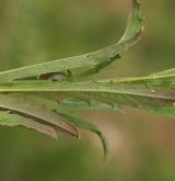 trýzel vonný <i>(Erysimum odoratum)</i> / List
