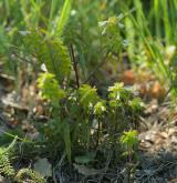 černýš hřebenitý <i>(Melampyrum cristatum)</i> / Habitus
