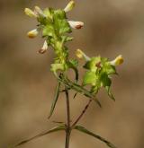 černýš hřebenitý <i>(Melampyrum cristatum)</i> / Habitus