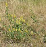 komonice lékařská <i>(Melilotus officinalis)</i> / Habitus