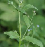 pomněnka řídkokvětá <i>(Myosotis sparsiflora)</i> / Habitus