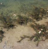 stolístek klasnatý <i>(Myriophyllum spicatum)</i> / Habitus