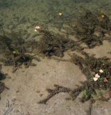 stolístek klasnatý <i>(Myriophyllum spicatum)</i> / Habitus