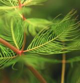 stolístek klasnatý <i>(Myriophyllum spicatum)</i> / List