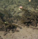 Vegetace převážně ponořených vodních rostlin zakořeněných ve dně <i>(Potamion)</i> / Porost