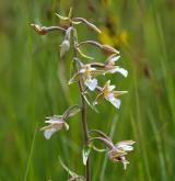 kruštík bahenní <i>(Epipactis palustris)</i> / Květ/Květenství