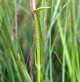 kruštík bahenní <i>(Epipactis palustris)</i> / Stonek
