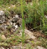 trýzel vonný <i>(Erysimum odoratum)</i> / Habitus