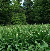 česnek hadí <i>(Allium victorialis)</i> / Habitus