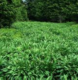 česnek hadí <i>(Allium victorialis)</i> / Porost