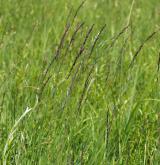 bezkolenec modrý <i>(Molinia caerulea)</i> / Habitus
