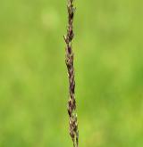 bezkolenec modrý <i>(Molinia caerulea)</i> / Květ/Květenství