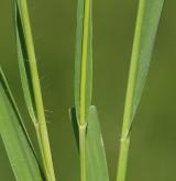 bezkolenec modrý <i>(Molinia caerulea)</i> / List