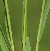 bezkolenec modrý <i>(Molinia caerulea)</i> / List