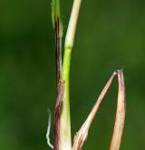 bezkolenec modrý <i>(Molinia caerulea)</i> / Stonek