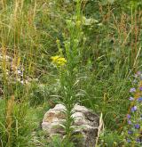 trýzel vonný <i>(Erysimum odoratum)</i> / Habitus