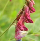 hrachor černý <i>(Lathyrus niger)</i> / Květ/Květenství