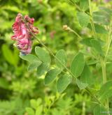 hrachor černý <i>(Lathyrus niger)</i> / Habitus
