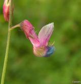 hrachor černý <i>(Lathyrus niger)</i> / Květ/Květenství