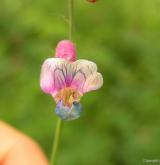 hrachor černý <i>(Lathyrus niger)</i> / Květ/Květenství