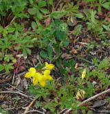 štírovník růžkatý <i>(Lotus corniculatus)</i> / Habitus