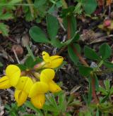 štírovník růžkatý <i>(Lotus corniculatus)</i> / Habitus