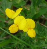 štírovník růžkatý <i>(Lotus corniculatus)</i> / Květ/Květenství