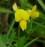 štírovník růžkatý <i>(Lotus corniculatus)</i> / Květ/Květenství