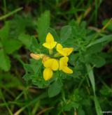 štírovník růžkatý <i>(Lotus corniculatus)</i> / Květ/Květenství