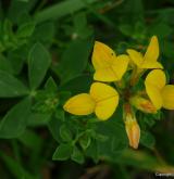 štírovník růžkatý <i>(Lotus corniculatus)</i> / Květ/Květenství