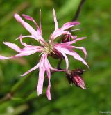 kohoutek luční <i>(Lychnis flos-cuculi)</i> / Květ/Květenství
