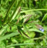 bedrník větší <i>(Pimpinella major)</i> / List