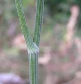 bedrník větší <i>(Pimpinella major)</i> / Stonek