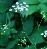 bedrník větší <i>(Pimpinella major)</i> / Květ/Květenství