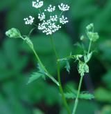 bedrník větší <i>(Pimpinella major)</i> / Květ/Květenství