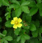 mochna plazivá <i>(Potentilla reptans)</i> / Květ/Květenství