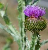 ostropes trubil <i>(Onopordum acanthium)</i> / Květ/Květenství