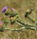 ostropes trubil <i>(Onopordum acanthium)</i> / Květ/Květenství